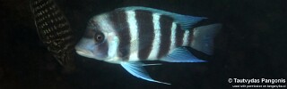 Cyphotilapia gibberosa 'Isanga Bay'.jpg