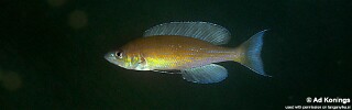 Cyprichromis pavo 'Isanga Bay'.jpg