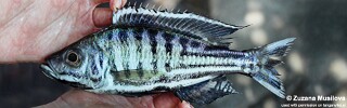 Hemibates koningsi 'Isanga Bay'.jpg