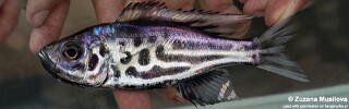 Hemibates stenosoma 'Isanga Bay'.jpg