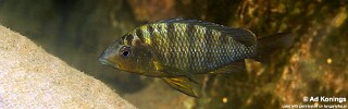 Jabarichromis pfefferi 'Isanga Bay'.jpg