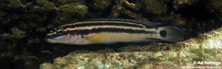 Julidochromis ornatus 'Isanga Bay'.jpg
