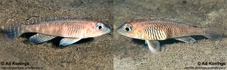 Lamprologus laparogramma 'Isanga Bay'.jpg
