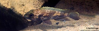 Lamprologus lemairii 'Isanga Bay'.jpg