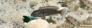 Lepidiolamprologus sp. 'meeli-boulengeri' Isanga Bay.jpg