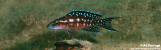 Neolamprologus buescheri 'Isanga Bay'.jpg