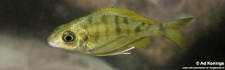 Ophthalmotilapia nasuta 'Isanga Bay'.jpg