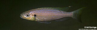 Perissodus microlepis 'Isanga Bay'.jpg