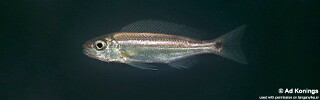 Perissodus paradoxus 'Isanga Bay'.jpg