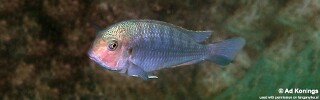 Pseudosimochromis curvifrons 'Isanga Bay'.jpg