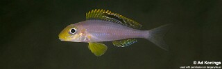 Xenotilapia sp. 'papilio sunflower' Isanga Bay.jpg