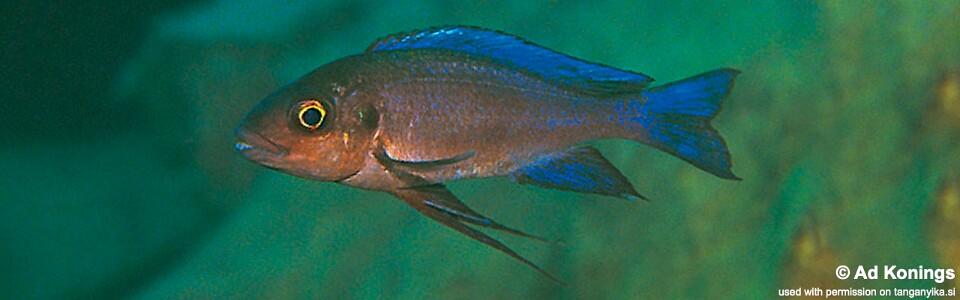 Cunningtonia longiventralis 'Isanga Bay'