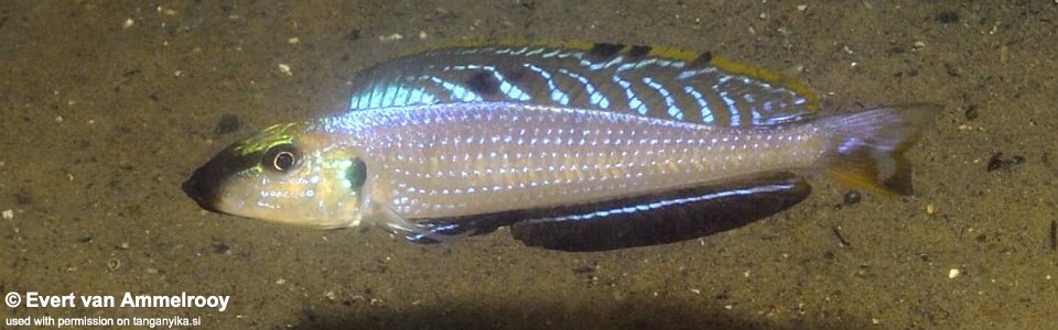 Enantiopus melanogenys 'Isanga Bay'