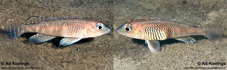 Lamprologus laparogramma 'Isanga Bay'
