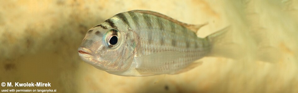 Limnotilapia dardennii 'Isanga Bay'
