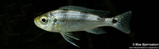 Haplotaxodon trifasciatus 'Izinga'.jpg