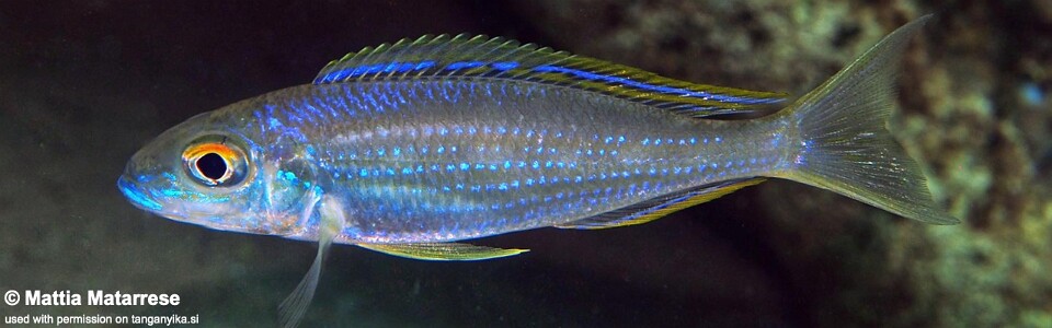 Lestradea perspicax 'Jakobsen's Beach'