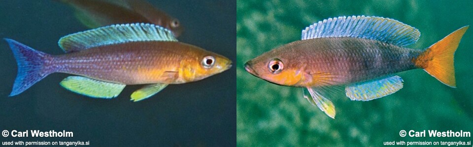 Cyprichromis sp. 'dwarf jumbo' Jacobsen Beach<br><font color=gray>Cyprichromis sp. 'leptosoma kigoma' Jakobsen's Beach</font>