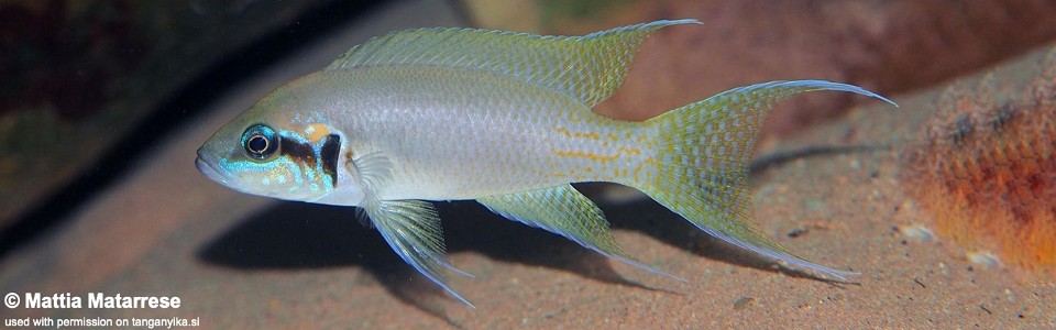 Neolamprologus brichardi 'Jakobsen's Beach'