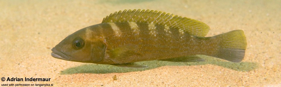 Neolamprologus cunningtoni 'Jakobsen's Beach'<br><font color=gray>Lepidiolamprologus cunningtoni 'Jakobsen's Beach'</font> 