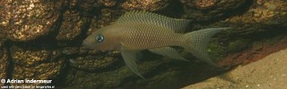 Neolamprologus chitamwebwai 'Jakobsen's Beach'.jpg