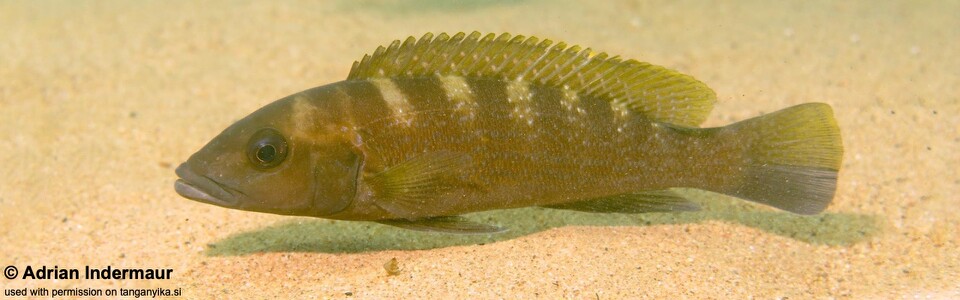 Neolamprologus cunningtoni 'Jakobsen's Beach'<br><font color=gray>Lepidiolamprologus cunningtoni 'Jakobsen's Beach'</font> 