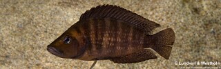 Altolamprologus compressiceps 'Jakobsens Beach'.jpg