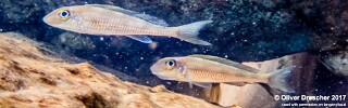 Asprotilapia leptura 'Jakobsens Beach'.jpg