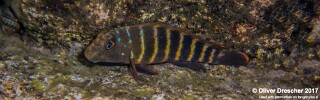 Eretmodus marksmithi 'Jakobsens Beach'.jpg