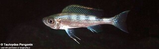 Haplotaxodon microlepis 'Jakobsens Beach'.jpg