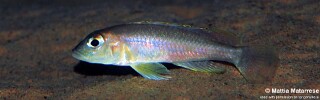 Lamprologus kungweensis 'Jakobsens Beach'.jpg
