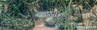 Lepidiolamprologus elongatus 'Jakobsens Beach'.jpg