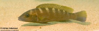 Neolamprologus cunningtoni 'Jakobsens Beach'.jpg