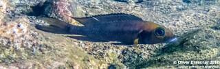 Neolamprologus furcifer 'Jakobsens Beach'.jpg