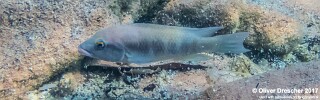 Neolamprologus mondabu 'Jakobsens Beach'.jpg