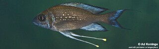 Ophthalmotilapia sp. 'paranasuta' Jakobsens Beach.jpg