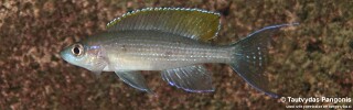 Paracyprichromis brieni 'Jakobsens Beach'.jpg