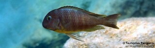 Tropheus brichardi 'Jakobsens Beach'.jpg