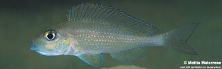 Xenotilapia sp. 'spilopterus north' Jakobsens Beach.jpg