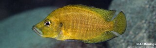 Altolamprologus compressiceps 'Kabwe Nsolo'.jpg