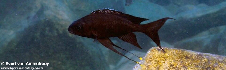 Ophthalmotilapia boops 'Kala Bay'