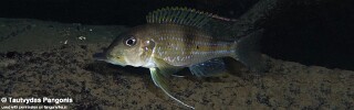 Gnathochromis permaxillaris 'Kala'.jpg