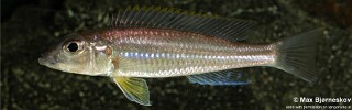 Reganochromis calliurus 'Kalalangabo'.jpg