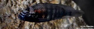 Astatotilapia burtoni &#39;Kalambo Falls&#39;