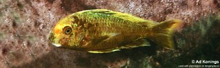 Tropheus moorii 'Kalambo Lodge' Kushangaza.jpg