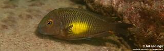 Tropheus moorii 'Kalambo Lodge'.jpg