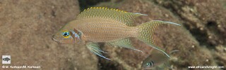 Neolamprologus pulcher 'Kalepa Island'.jpg