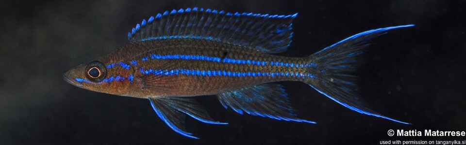 Paracyprichromis nigripinnis 'Kalubale'