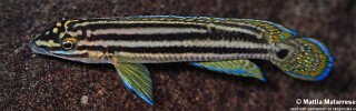 Julidochromis cf. regani 'Kalugunga'.jpg