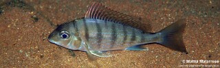 Tylochromis polylepis 'Kalyeza Bay'.jpg